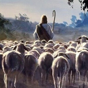Pecore-seguono