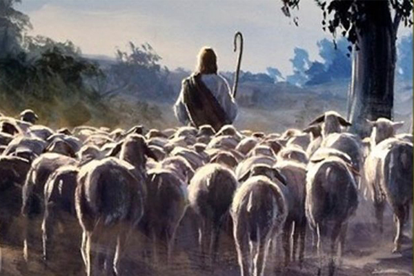 Pecore-seguono