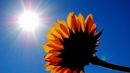 Girasole rivolto al sole