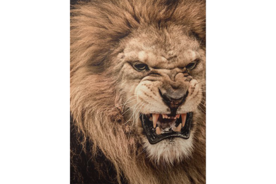 Il vostro nemico, il diavolo, come leone ruggente…